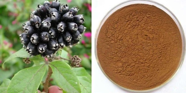 siberian giseng extract powder